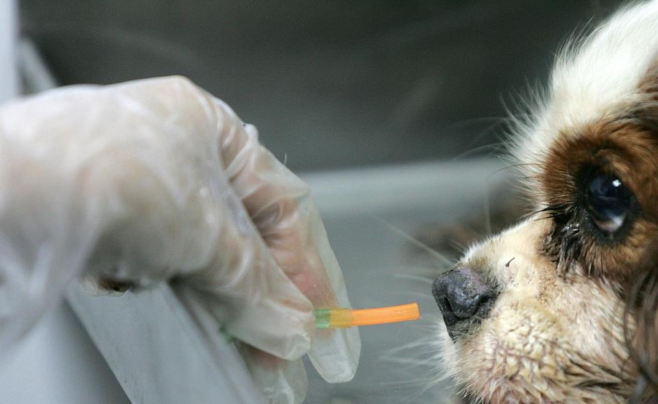 狗狗中暑怎么急救处理,狗狗中暑怎么自救