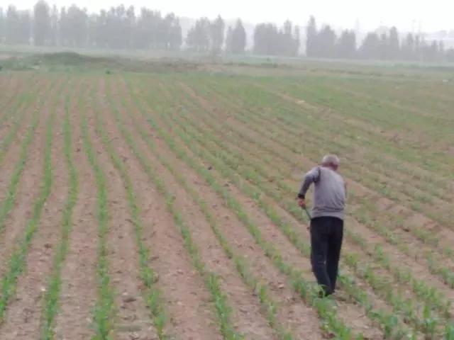 芝麻怕旱还是怕淹,芝麻怕雨淋