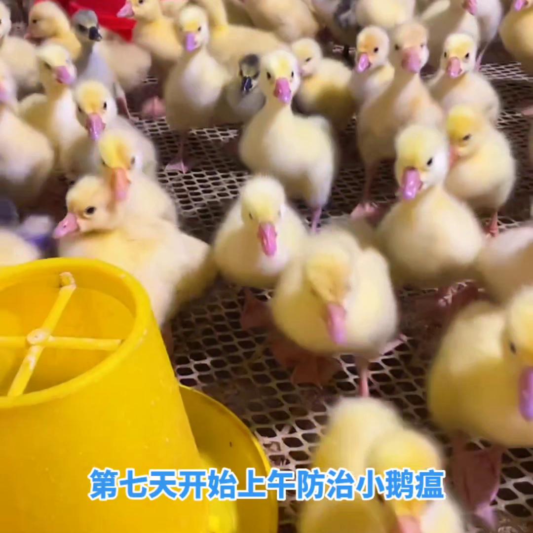 养鹅的基础知识和方法,养鹅必须具备的5个基本知识