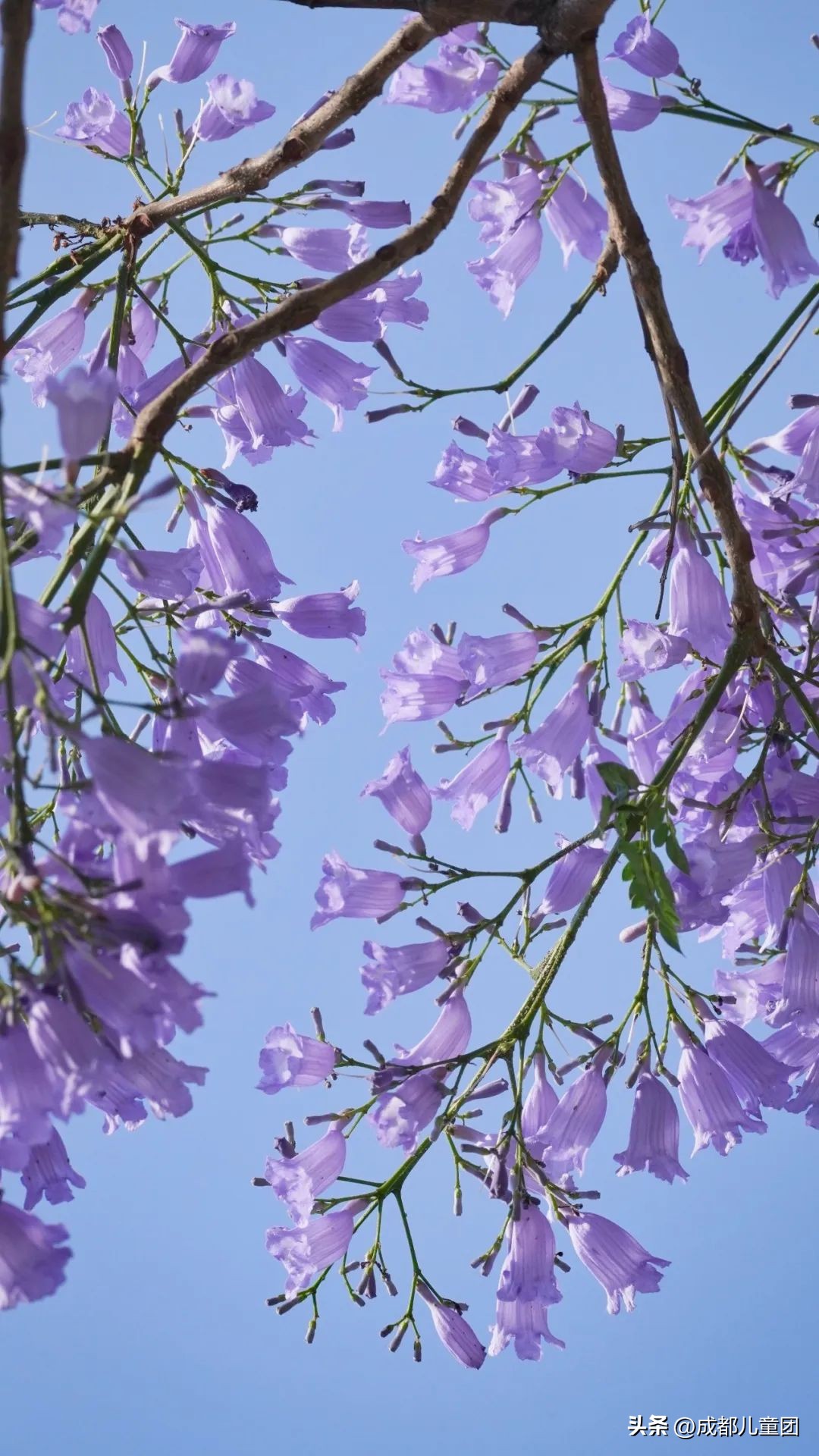 成都武晋路蓝花楹,昆明街头蓝花楹绽放成梦幻花海