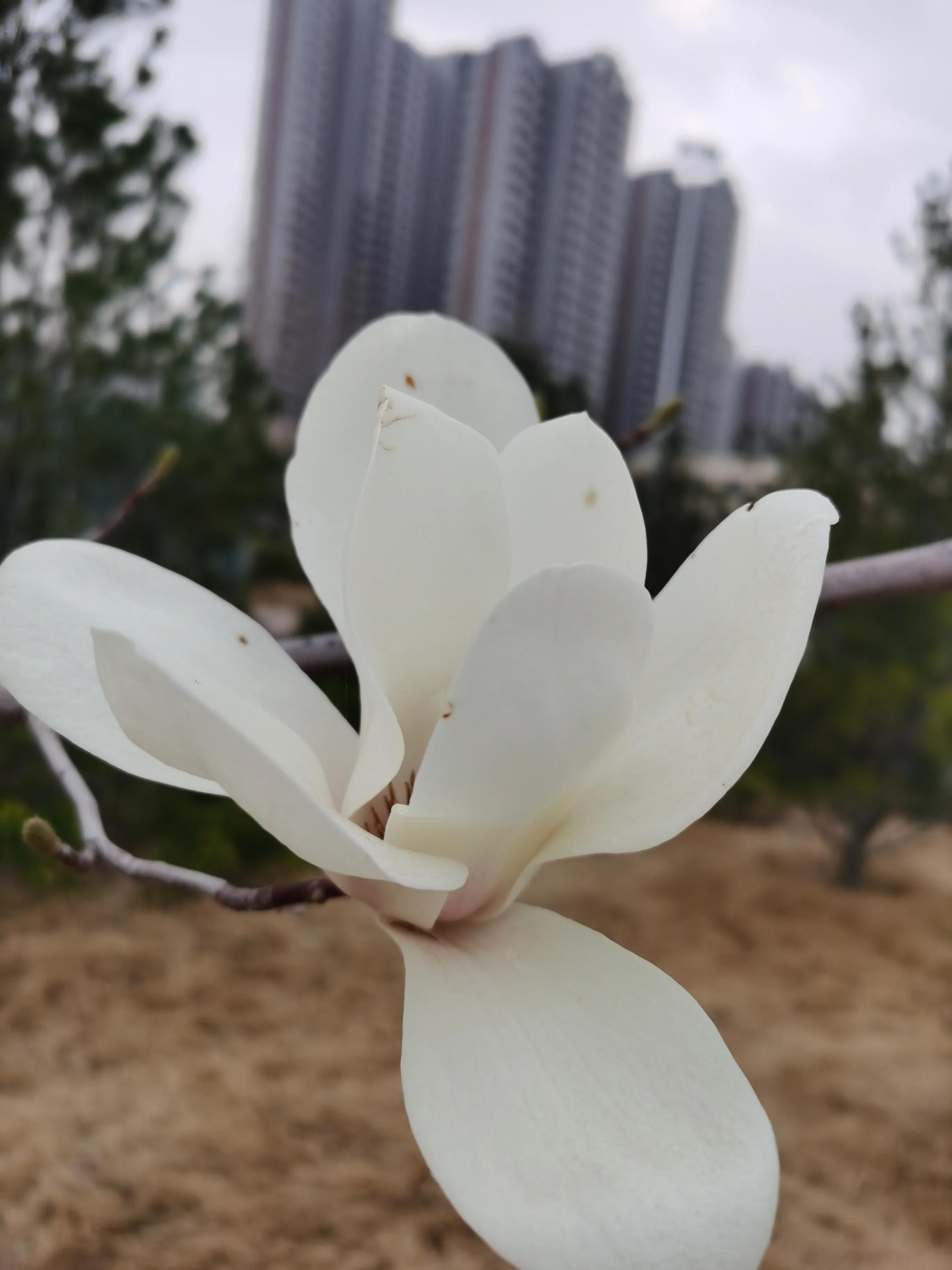 玉兰花的花语视频,玉兰花的花语微博