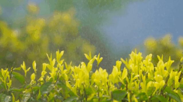 旺苍绿谷古道茶乡,旺苍千年古茶之乡