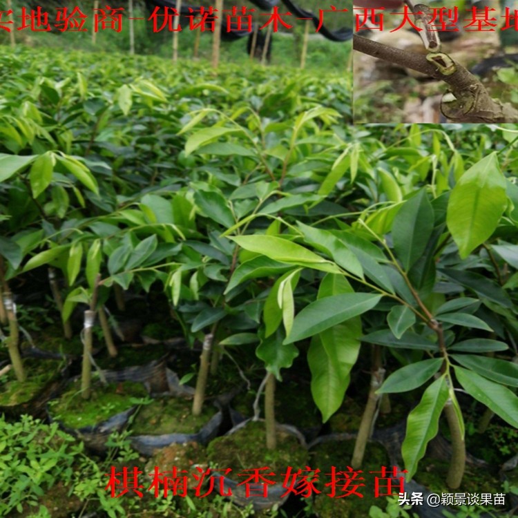 海南合适种什么品种奇楠沉香,山地种植什么奇楠沉香品种好