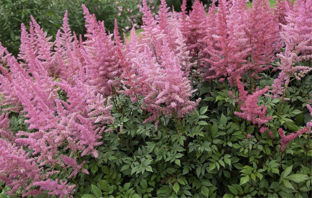 落新妇是种球植物吗,落新妇是多年生植物吗