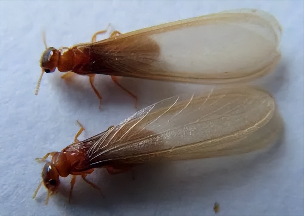 怎么对付地板里的白蚁呢图片,晒太阳可以对付白蚁吗