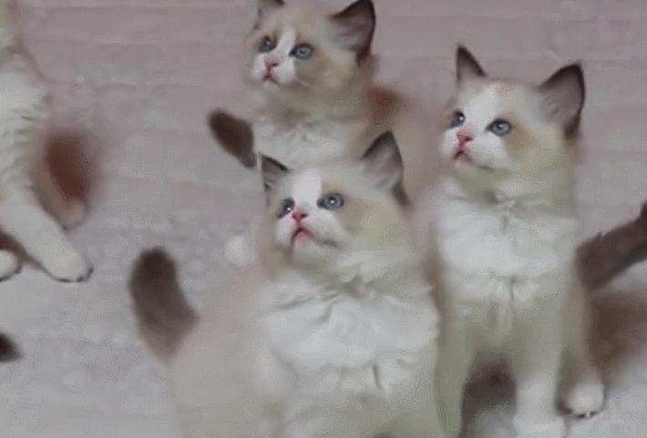 网友养了70只布偶猫,有人家里养了110只布偶猫