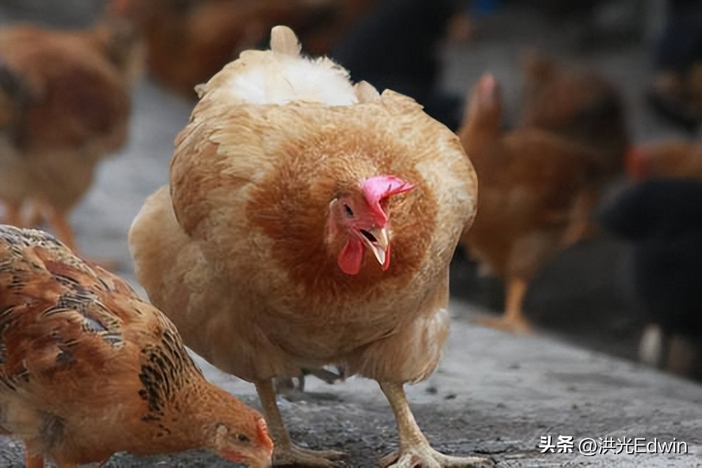 母鸡的蛋天天被拿走它不会生气吗,鸡蛋被拿走母鸡为什么不生气