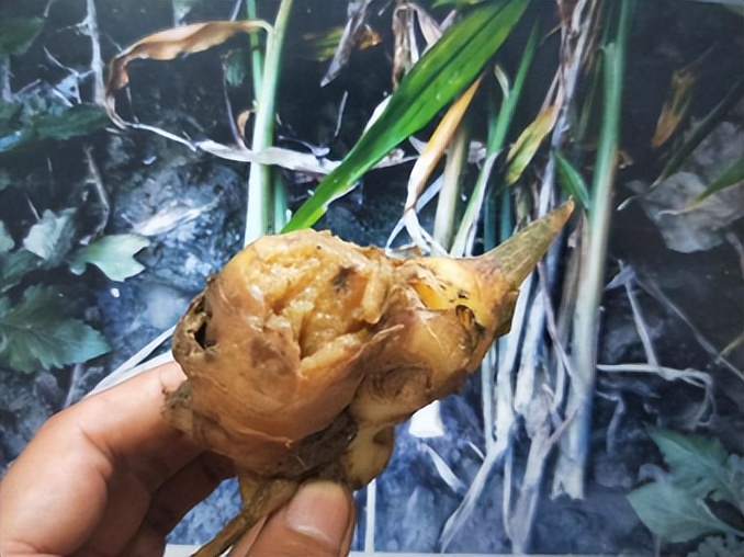 生姜生长过旺用什么药,生姜长太慢打什么药让它长得快