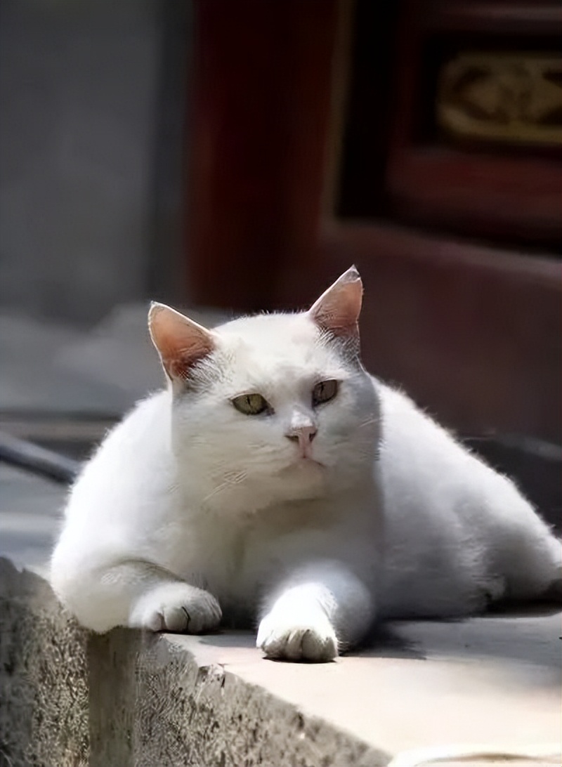 当一位普通北京市民「外头有猫了」