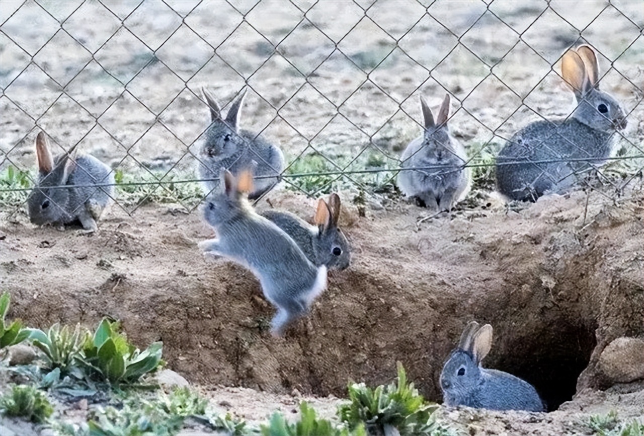 澳大利亚野兔泛滥成灾的原因,澳大利亚的野兔成灾结局