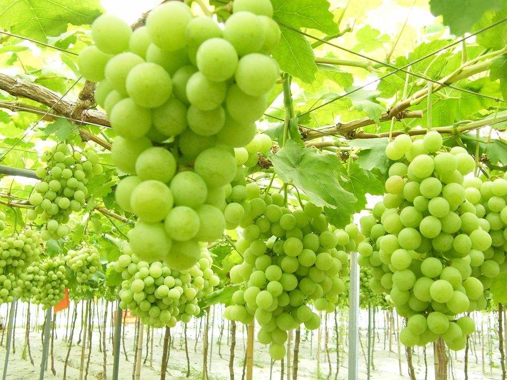 葡萄日灼病打什么药,葡萄日灼病的最佳治疗方法