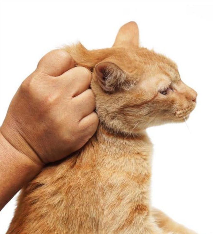 抱猫咪的正确方法,如何正确抱猫咪