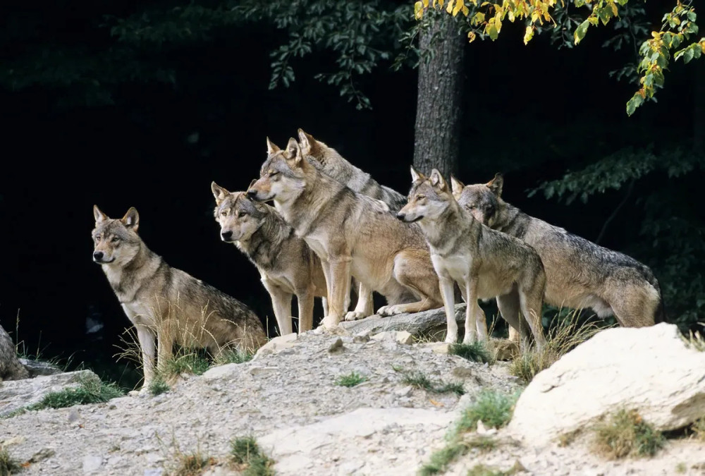 狼群中只有狼王有交配权,那么到了发情期其他的狼怎么办?