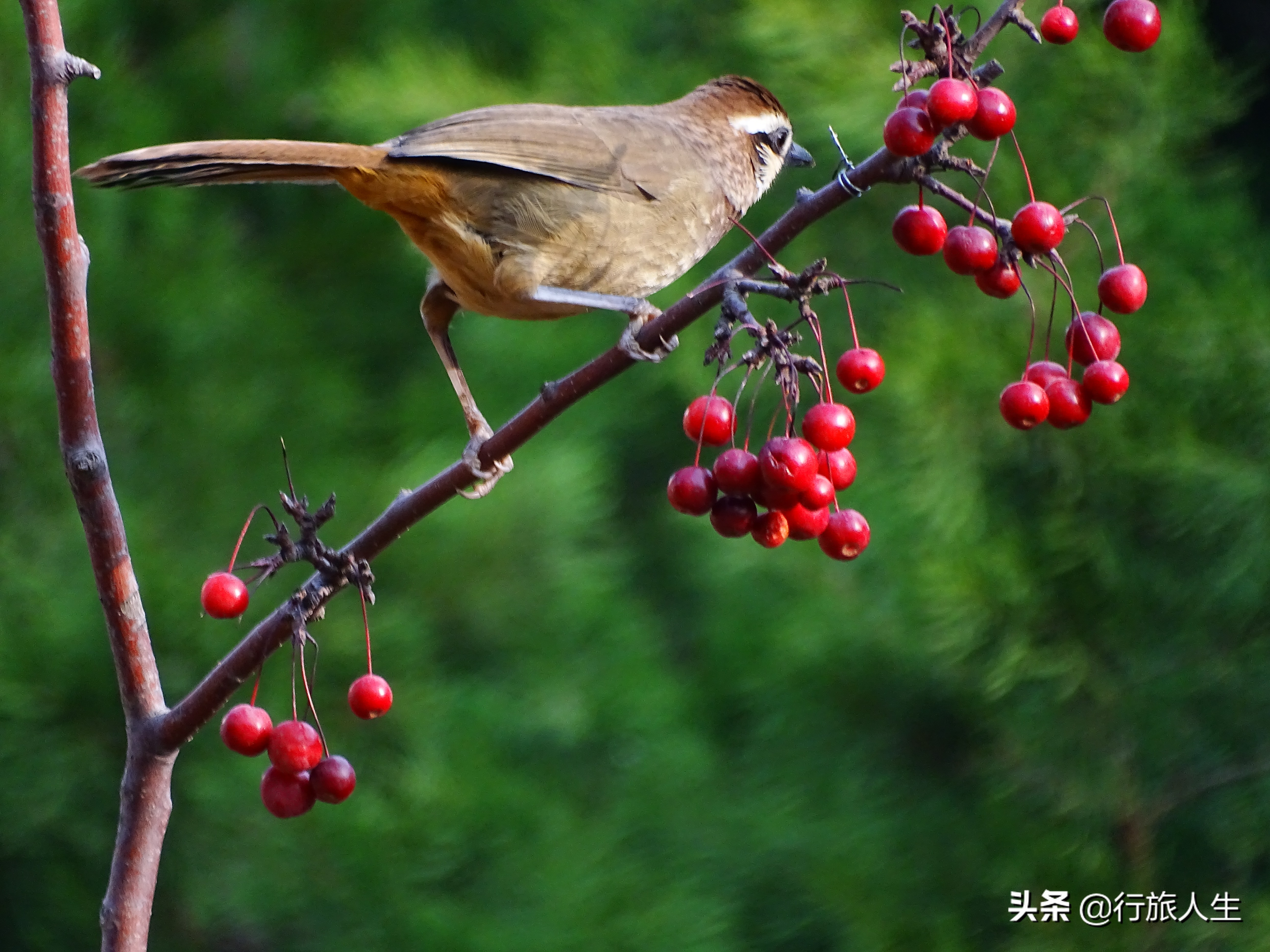 冬日的鸟儿文案,冬日鸟儿在树上图片