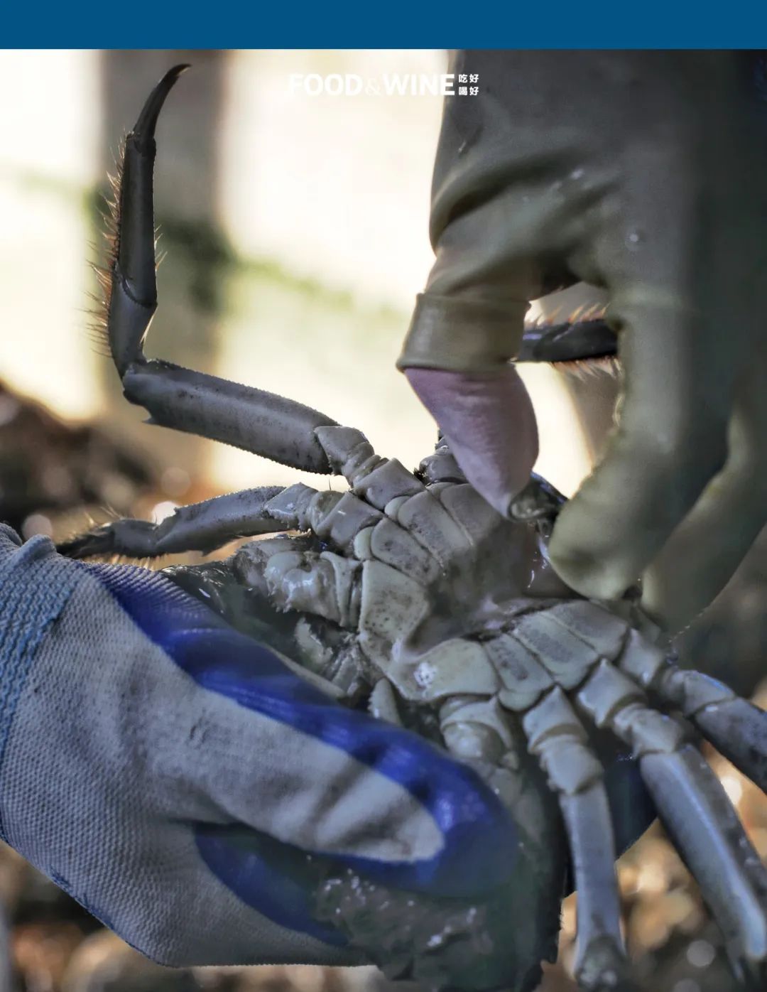 固城湖还是高邮湖螃蟹好,高邮湖螃蟹几月份有