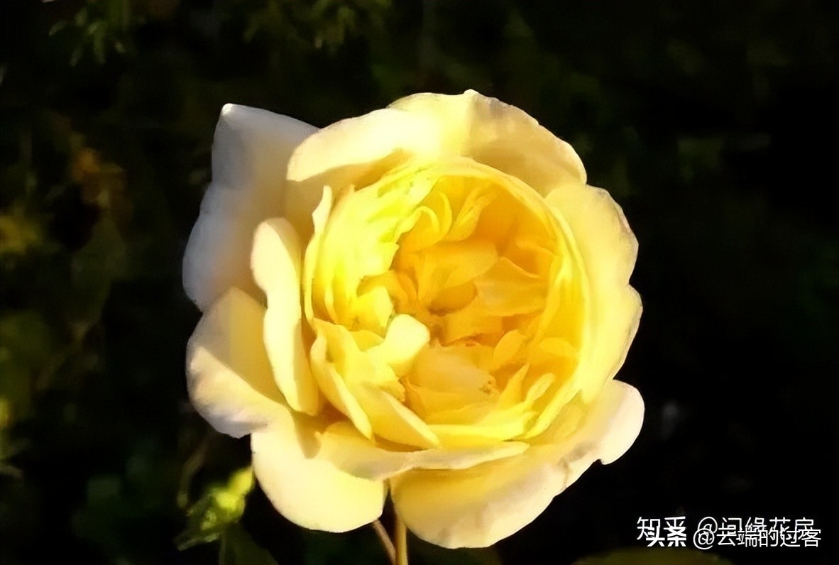 1到99朵玫瑰的含义图片,1到99朵玫瑰花语是什么