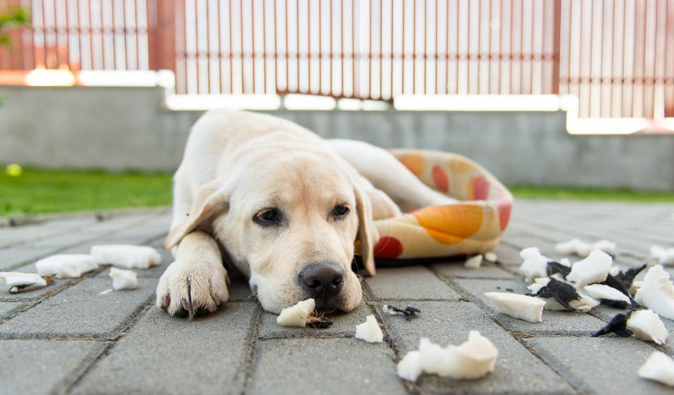 真菌狗癣怎么防止传染人,狗癣怎么预防感染人