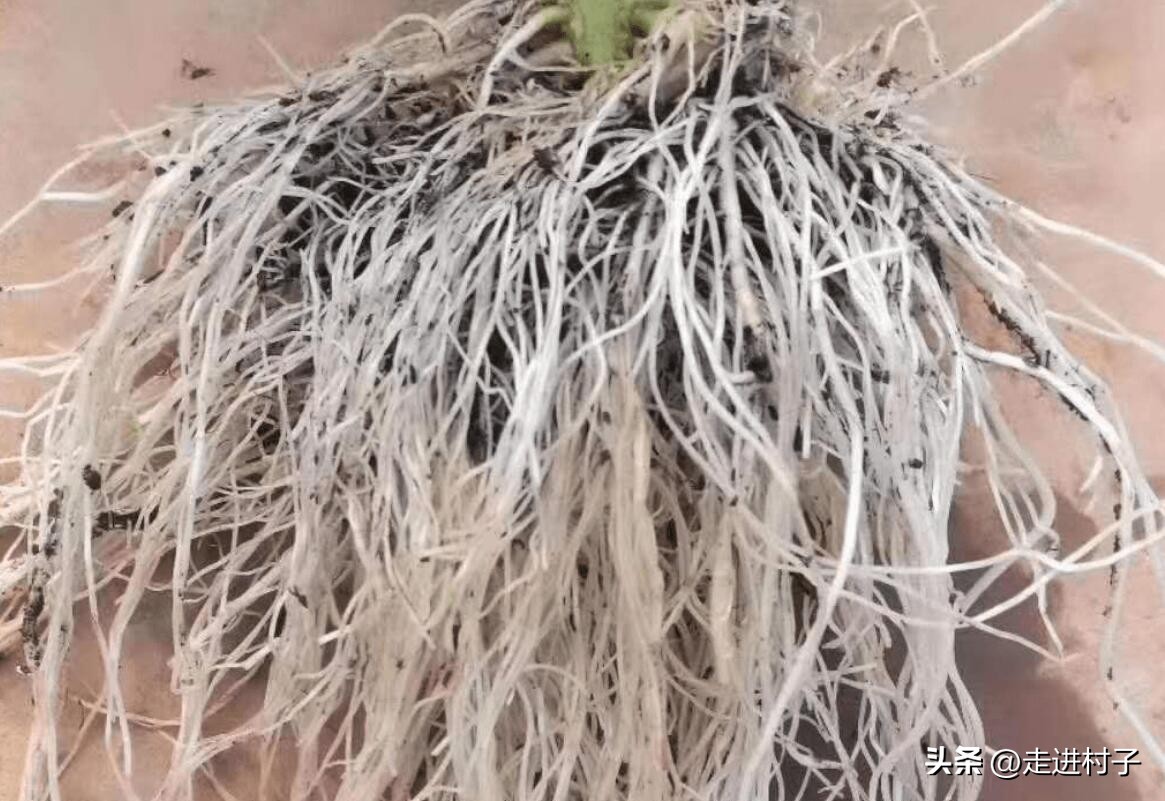 生根粉多久能用水泡出根呢,生根粉生根水生根药