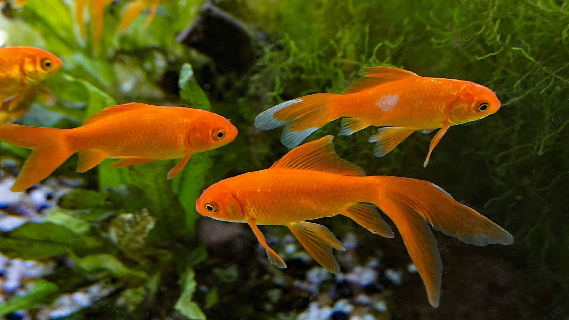 世界最好养10种宠物鱼,世界上10种最猛的鱼可以饲养