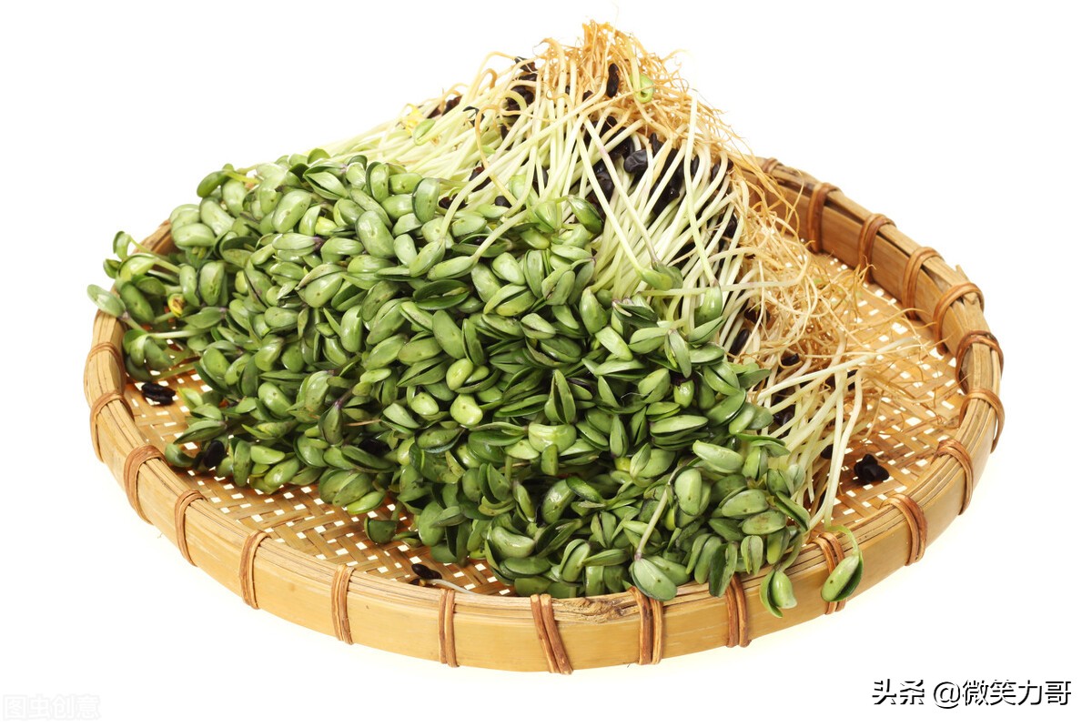 绿豆芽的发芽方法观察日记150字,绿豆芽的发芽方法观察日记