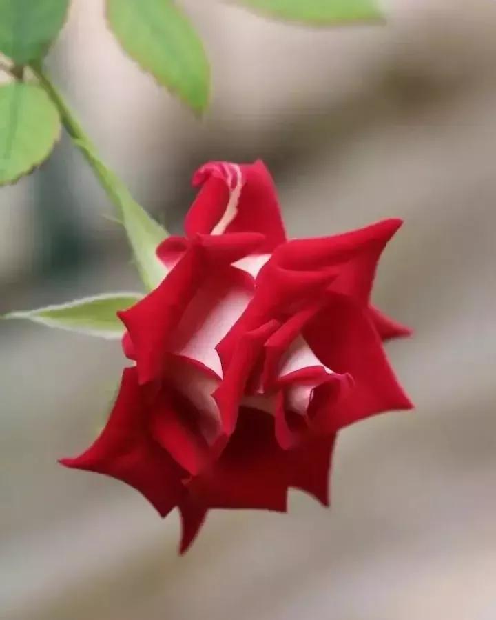 想要拥有自己的一间花店,好想拥有这样的一间花店