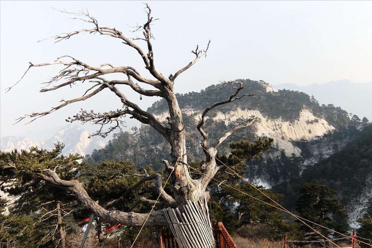房前屋后什么树好,屋后有一棵大树好不好