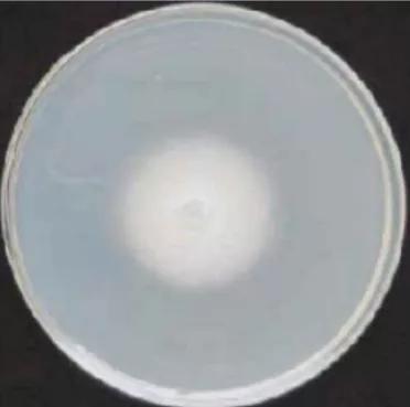 水产养殖霉菌怎么处理,水产养殖杀水霉方法