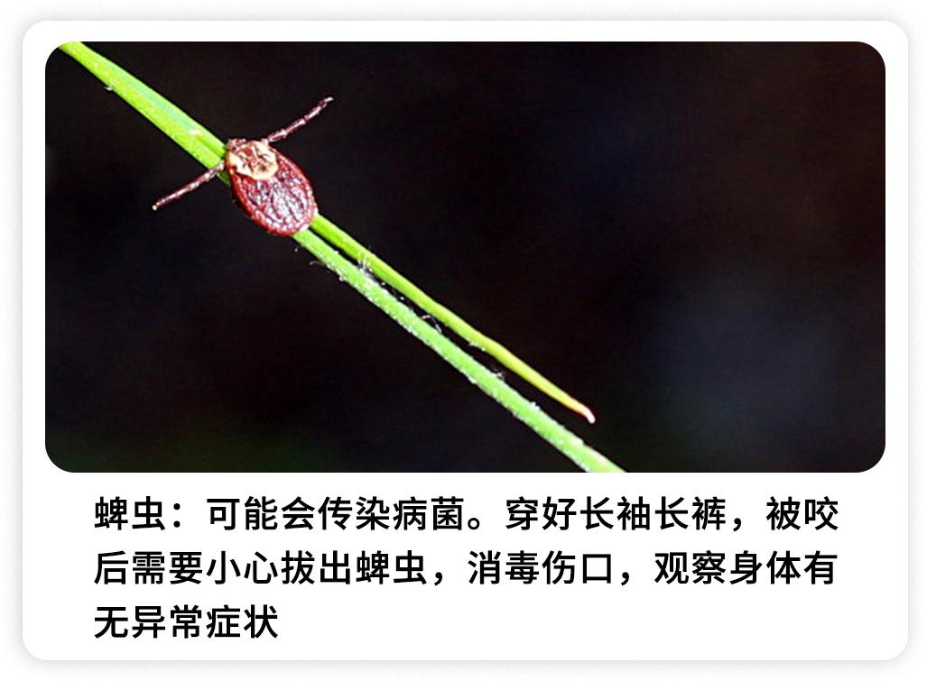 被哪种虫子咬了有个小孔,被什么昆虫咬了刺痛