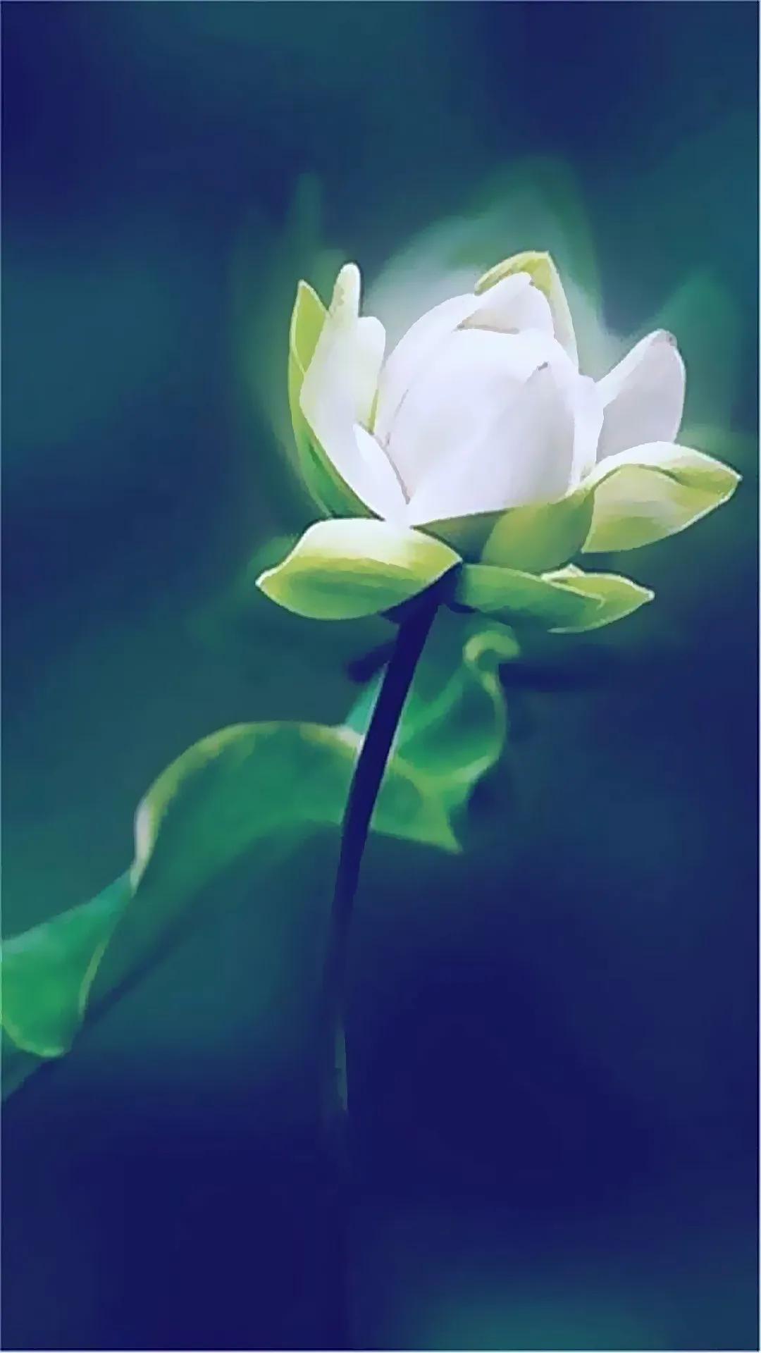 荷花千瓣莲唯美高清大图壁纸,唯美荷花壁纸手机超清全面屏