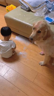 哪几种狗最温顺不爱咬人,性格最温顺不咬人的狗是怎么回事