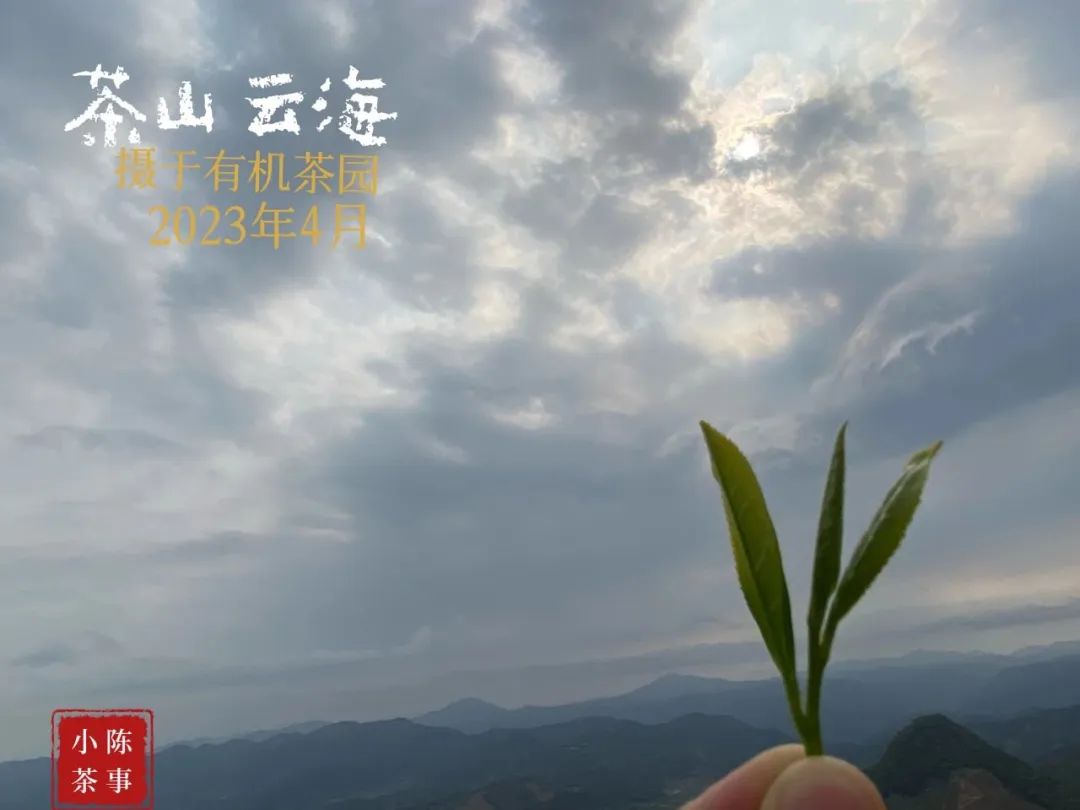 高山白牡丹、抛荒白牡丹、有机白牡丹，白茶白牡丹分哪几种？