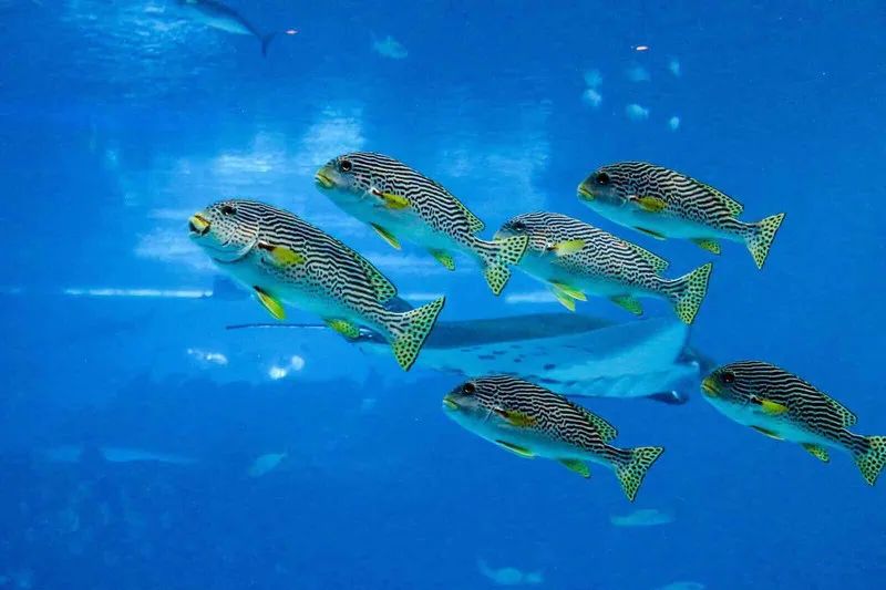 造价500万美元的海底餐厅！开一瓶5.2万美元的水晶香槟