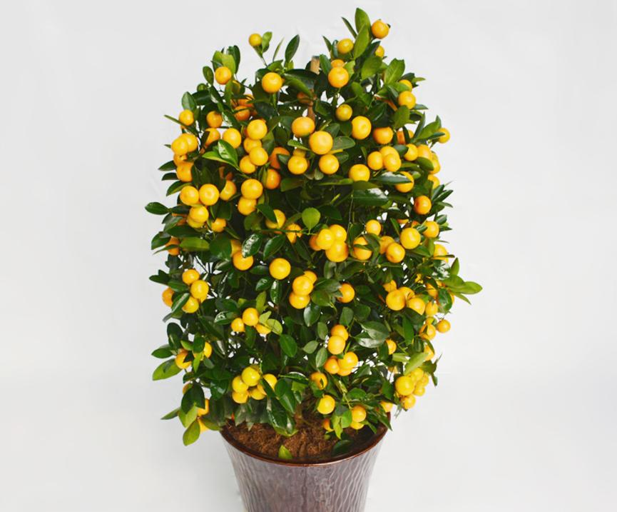 2022虎年年宵花,年宵花系列来了