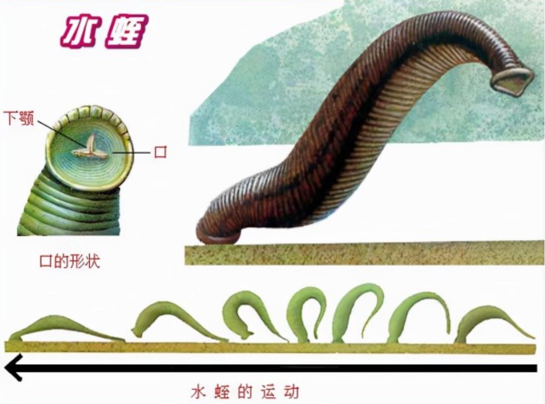 将水蛭放入冰箱还能活,水蛭吸血能钻到人体内并存活吗
