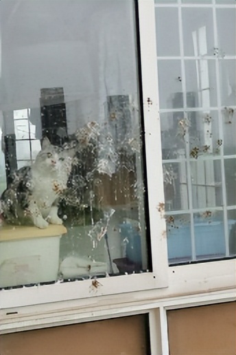我家猫骂了一只鸟，被它追着喷了五天屎！网友：赶紧搬家吧...