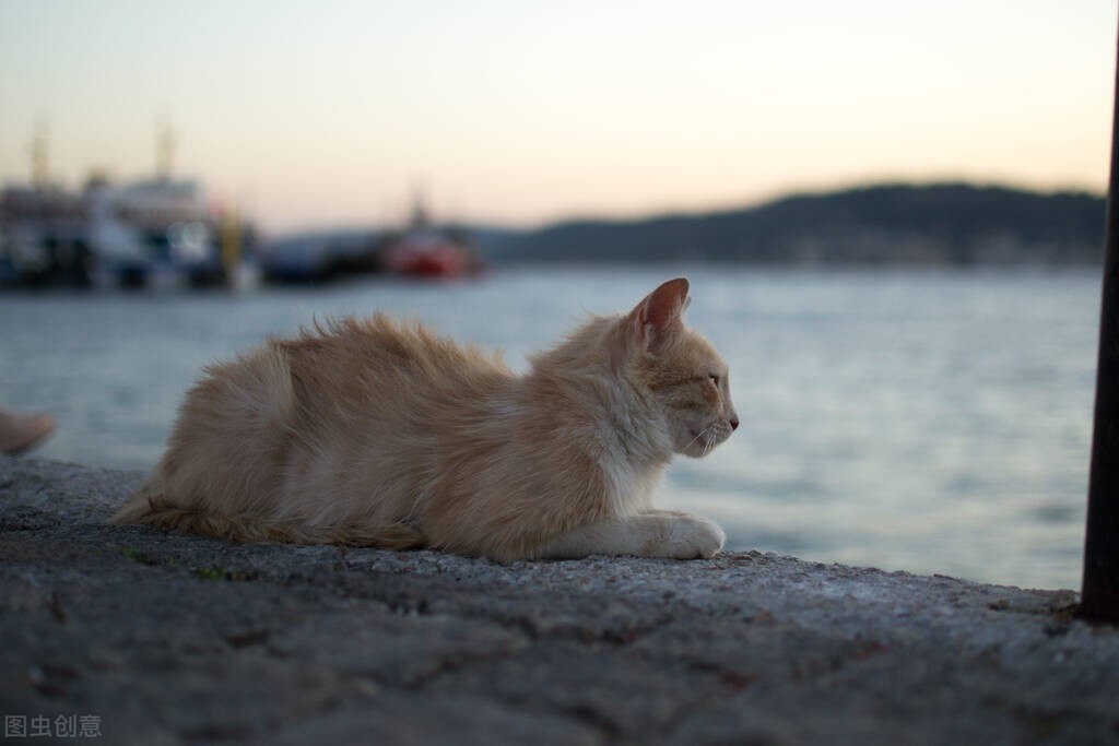 中华田园猫在国外真的很受欢迎吗,中华田园猫的品种介绍和图片大全