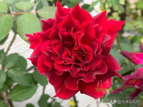 粉色爬藤月季大花浓香品种,大花多层月季花品种大全一览表