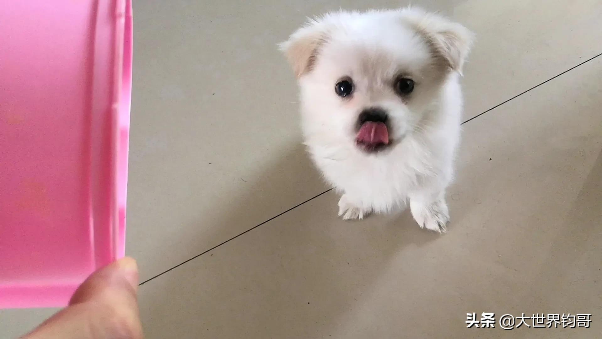 法斗幼犬得了细小治疗成功率多少,我家狗狗得了细小突然咬我一下