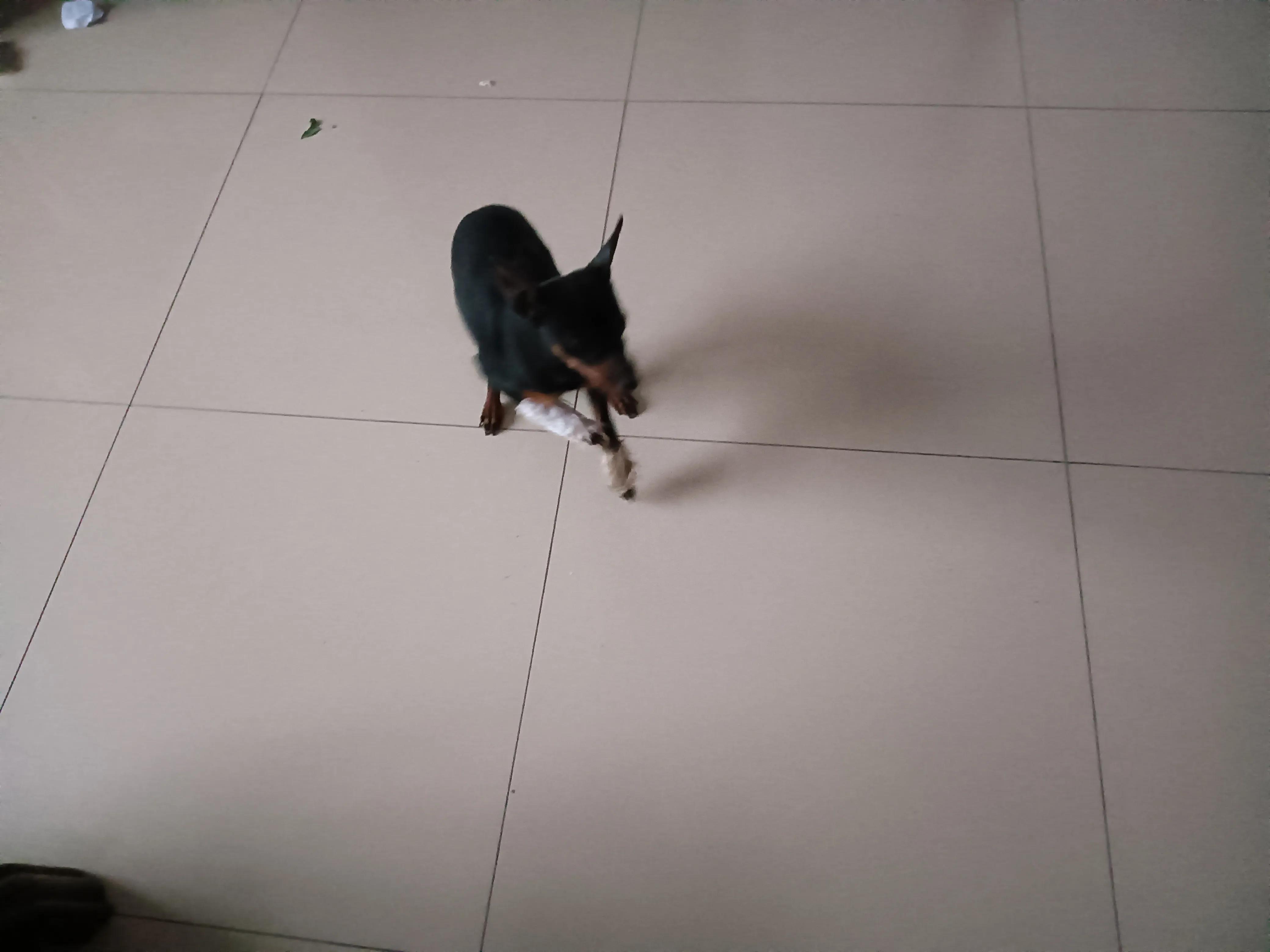 医院怎么给狗狗治疗骨折,如何治狗骨折