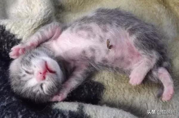 你见过猫咪吞口水吗,猫咪有肚脐眼吗