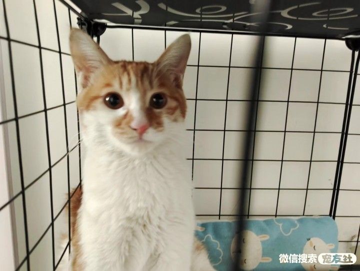 附近宠物店免费领养同城,猫狗领养平台免费赠送狗狗