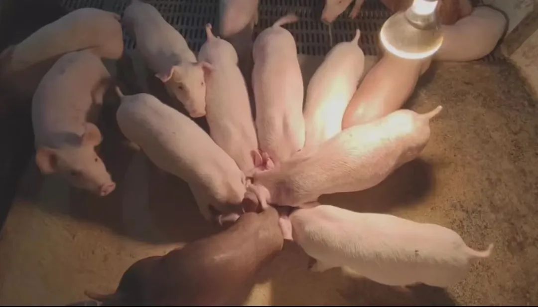 猪厂上班女孩,00后女孩在猪场上班