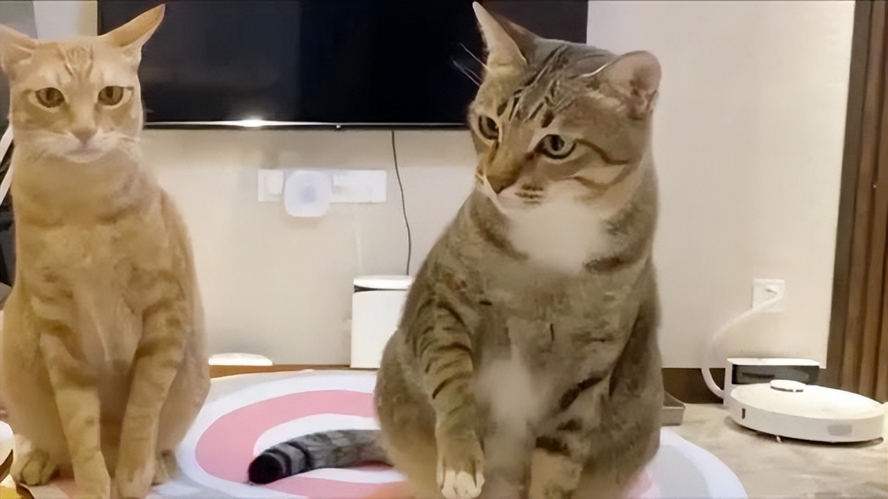 家里养几只猫会传染结肠炎吗,家里养几只猫对孩子学习有影响吗