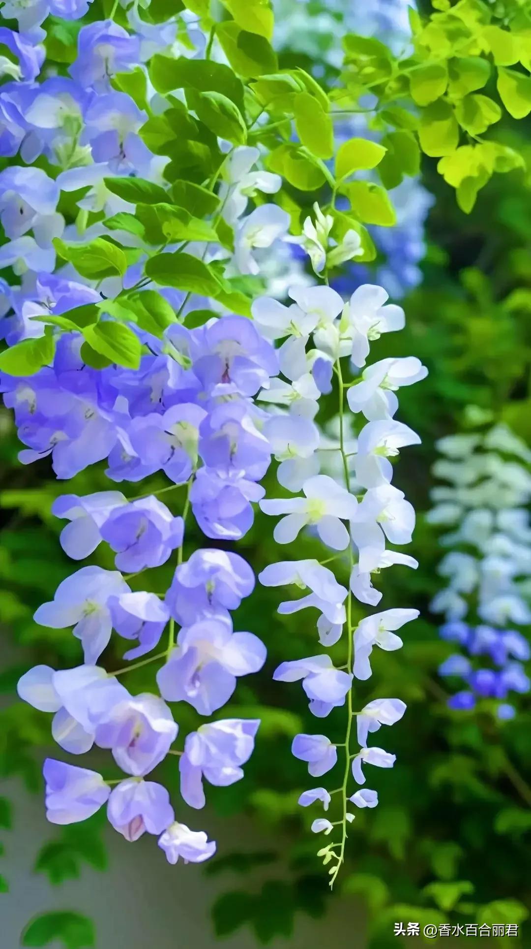 淡紫色的花是什么树,淡紫色的槐花