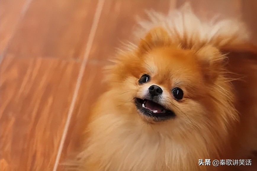 和猫咪相处的狗有哪些品种,和狗狗一起亲密相处的猫咪品种