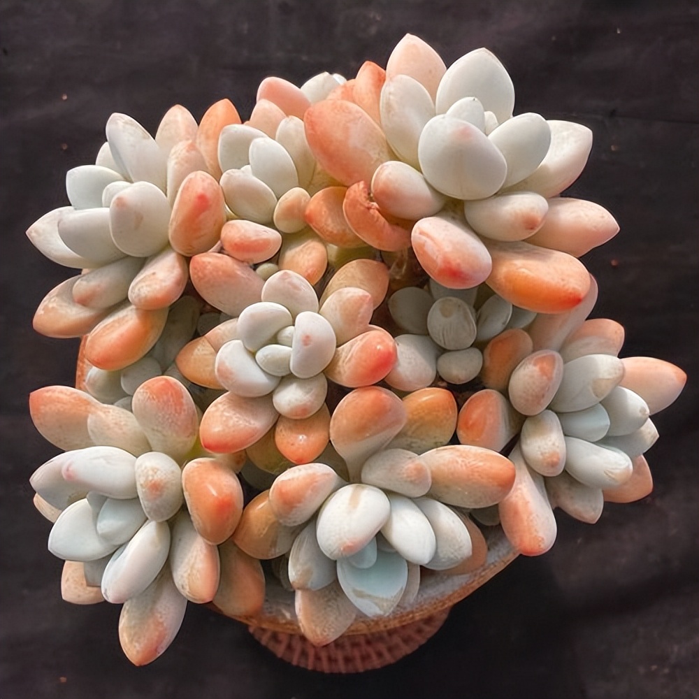 奶酪汤圆多肉怎么养,桃蛋奶酪汤圆的区别