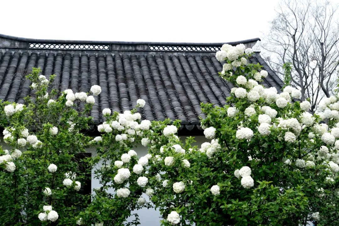 听我的，四月的杭州才是浪漫天花板。