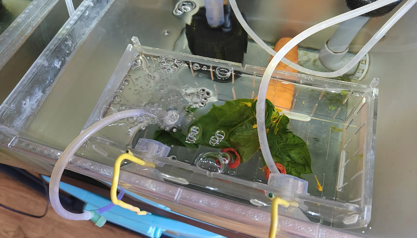 60cm龙鱼鱼缸需要24小时开氧泵吗,什么时候最适合开充氧泵