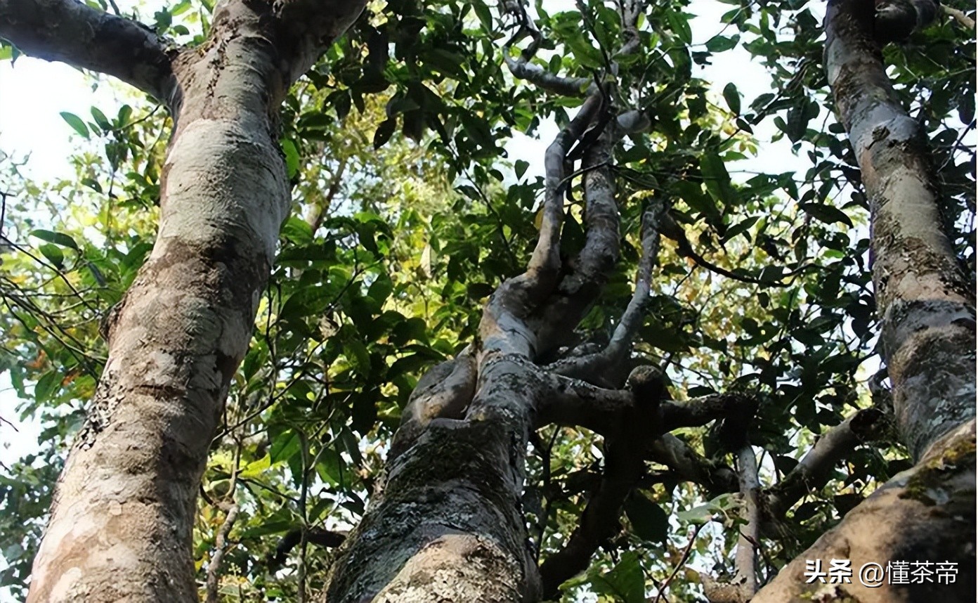 云南省野生古树茶排名第一,云南十大古树茶叶