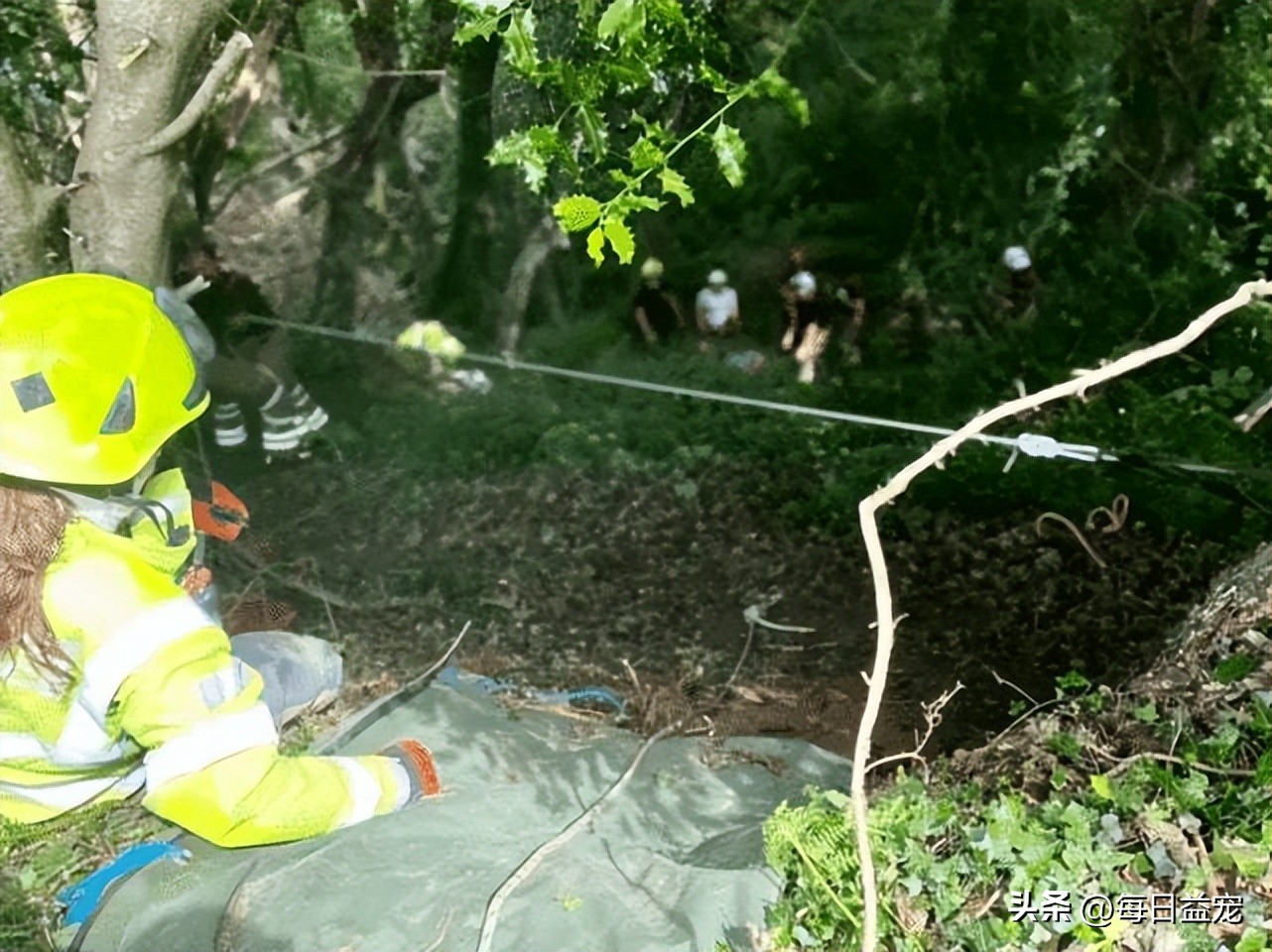 老奶奶意外失踪，机智黑猫四处找人帮忙，这才把人成功救出